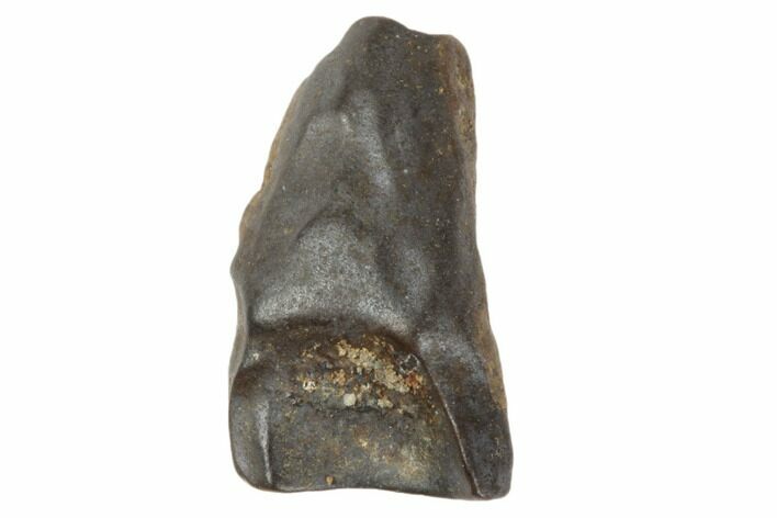 Fossil Ceratopsian Dinosaur Tooth - Judith River Formation #194359